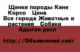 Щенки породы Кане-Корсо › Цена ­ 25 000 - Все города Животные и растения » Собаки   . Адыгея респ.